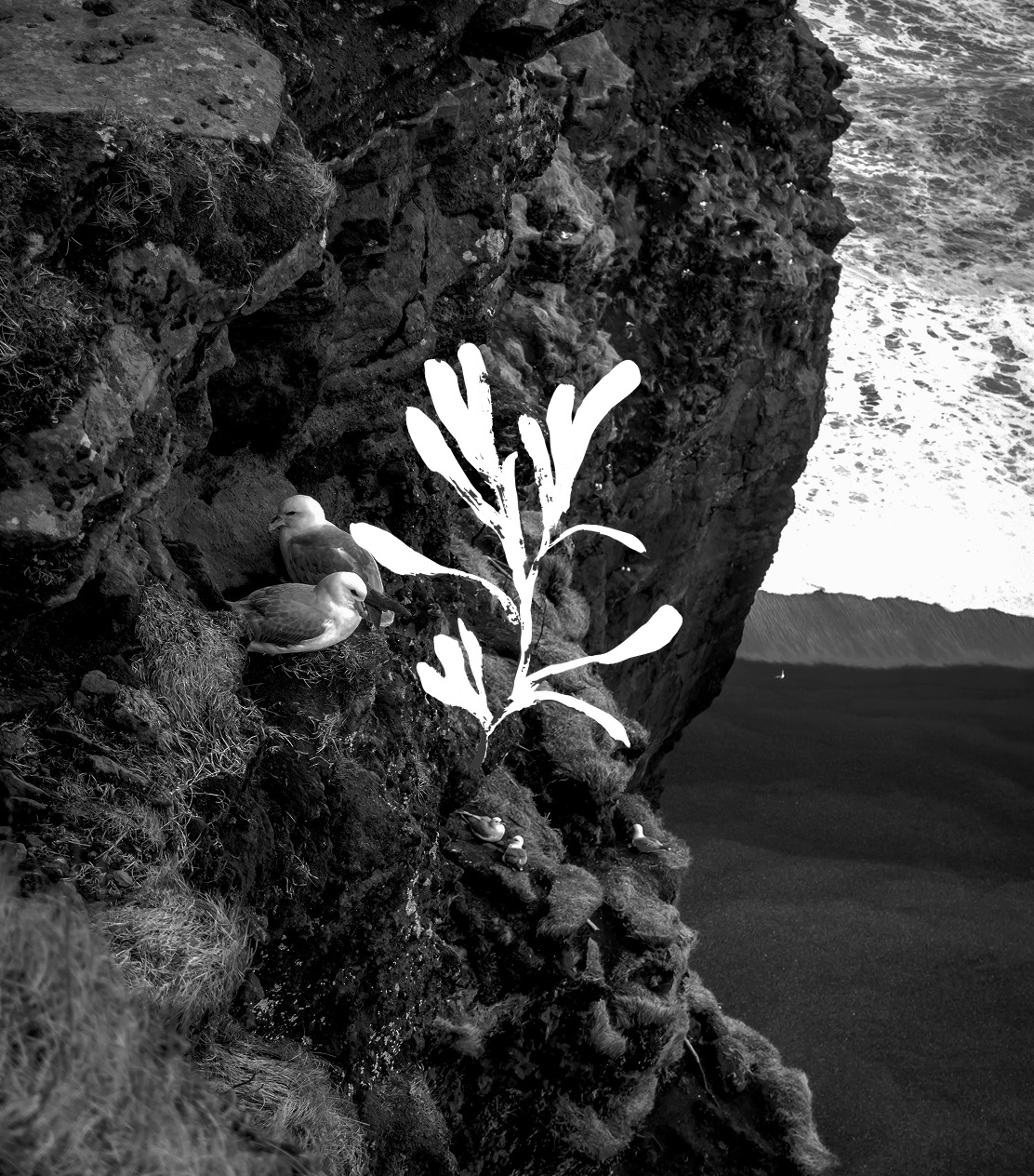 Amble Gin sea kelp illustration on coastal cliff photography